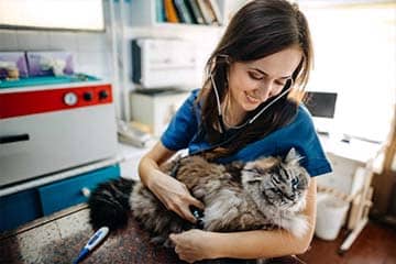 Best 10 Animal Hospitals In Chicago - Myhealthviews